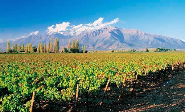 Vineyards in Maipo Valley, Chile, near Santiago.